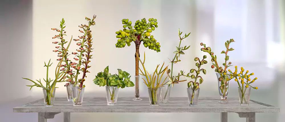 producto-un-jardin-en-una-mesa-2016