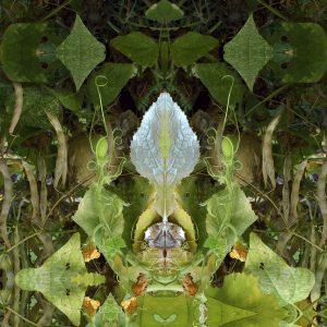 Simetría de hoja de calabaza