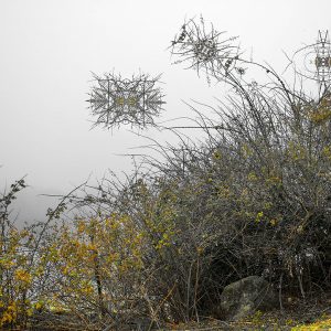 Zarza bailando con la niebla